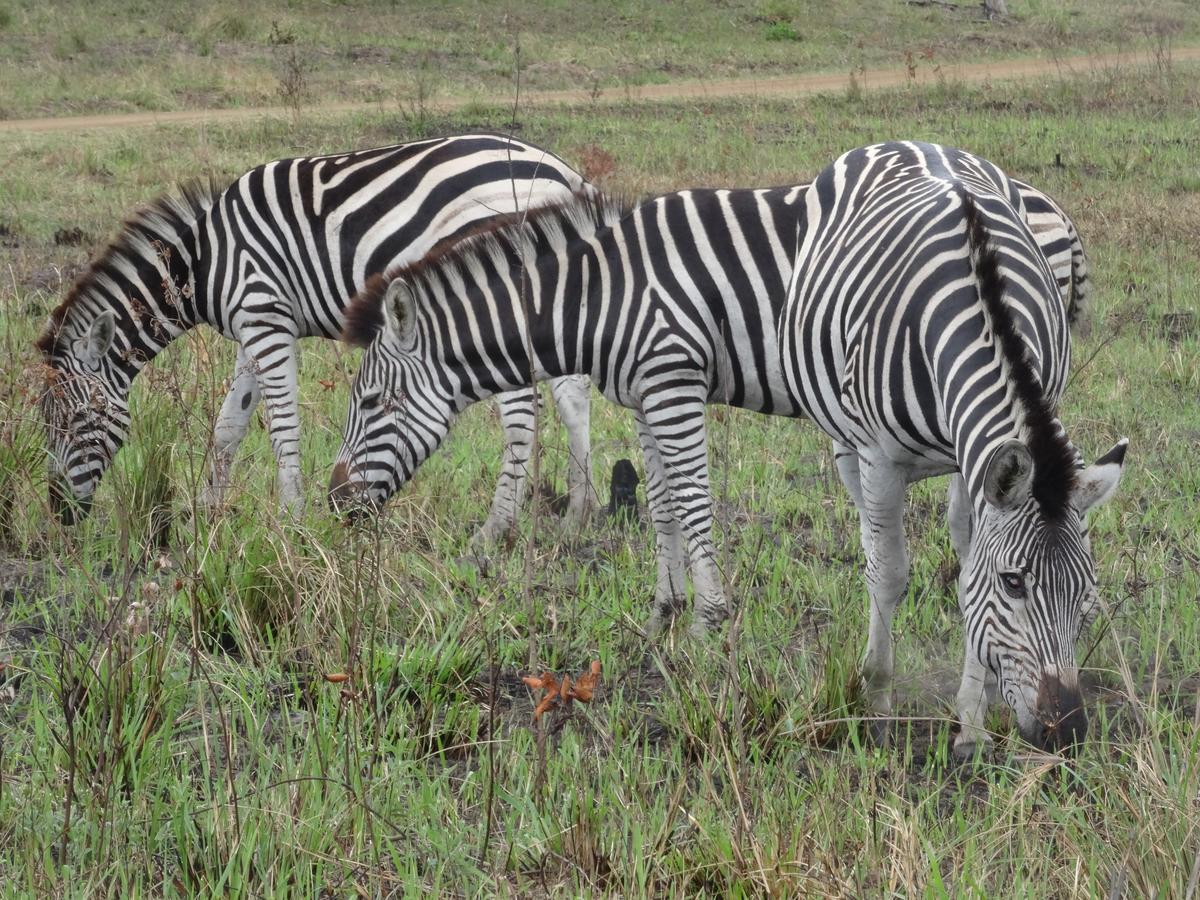 Lodge Afrique Saint Lucia Estuary Екстериор снимка